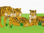 Memerangi Jerat yang Menjerat Harimau Sumatera