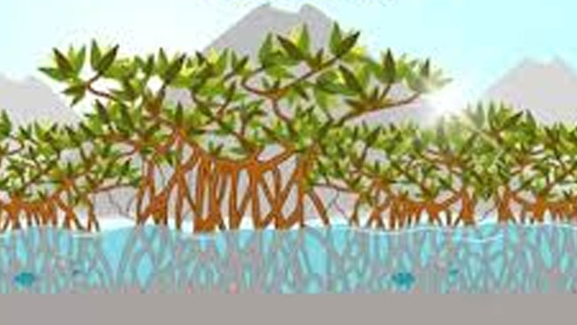 Puluhan Ribu Batang Pohon Mangrove Penuhi 12 Provinsi di Indonesia