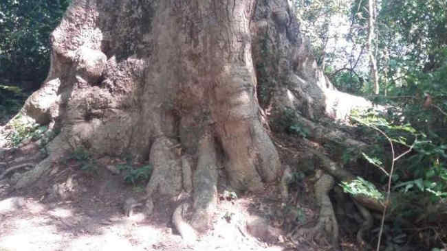 4 Fakta Unik Pohon Raksasa “Kalumpang Lompoa” di Bantaeng