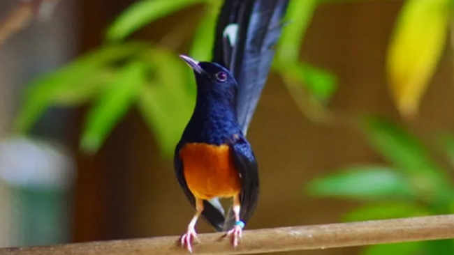 Akankah Kita Kehilangan Burung Penyanyi dari Asia Tenggara?