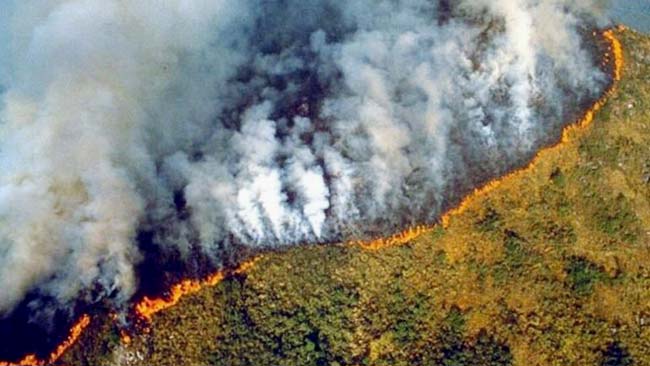 Kebakaran Besar Hutan Amazon Rugikan Lingkungan Hidup