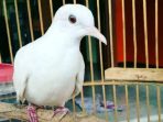 Burung Perkutut Putih dan Yuhina Kalimantan Itu, Kini Terbang Bebas