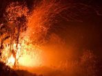 Kebakaran Hutan Bolivia Memanggang Jutaan Satwa?