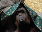 Kenalkan Sandra, Orangutan yang Dapat HAM Layaknya Manusia