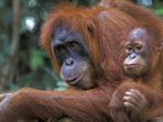 https://nationalgeographic.grid.id/read/131860977/tidak-hanya-manusia-gara-gara-karhutla-orangutan-pun-terkena-ispa