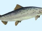 Selain Salmon Budi Daya, Ini Ikan yang Berbahaya Dikonsumsi