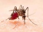 Apa yang Terjadi Jika Nyamuk Musnah dari Muka Bumi?
