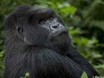 Bagaimana Bisa Kopi melindungi Gorila di Uganda dari Kepunahan?