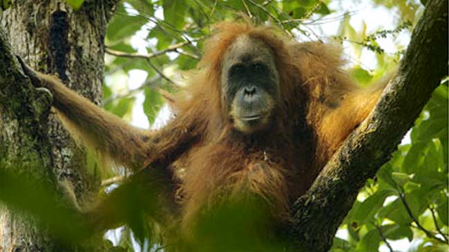 Direktur Konservasi Kera Besar Harapkan Ini untuk Orangutan Indonesia