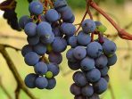Makan Buah Anggur Berlebihan Bisa Sebabkan Gangguan Kesehatan Ini