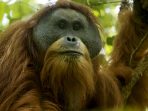 Orangutan Tapanuli, Spesies Baru yang Paling Terancam Punah di Dunia