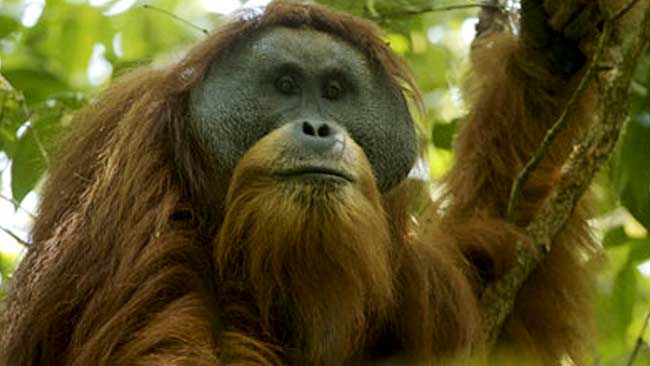 Orangutan Tapanuli, Spesies Baru yang Paling Terancam Punah di Dunia