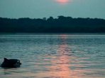 Polusi Merkuri Ancam Kehidupan Lumba- Lumba Sungai Amazon