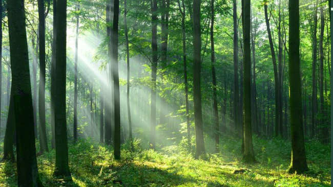 14 Fakta Seputar Konservasi Hutan yang Akan Membuat Anda Kagum