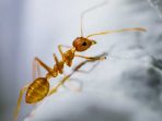 Semut Sering Mengerumuni Makanan Anda? Usir Pakai Cara Ini