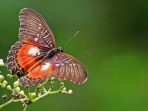 Cethosia myrina, Kupu-kupu Sayap Renda yang Semakin Langka
