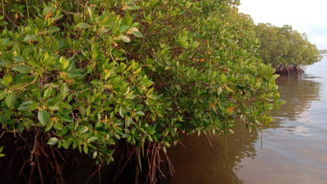 Dihadang Penolakan Keras, 4000 Mangrove di Banyuwangi Selamat