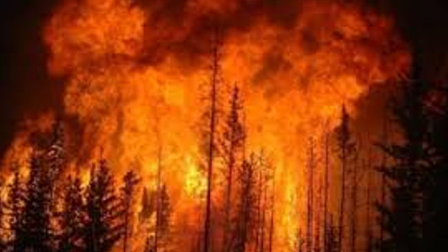 Fakta Miris Kebakaran Hutan di Seluruh Dunia Tahun 2019