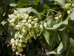 Kacang Pistachio, Camilan yang Kaya Manfaat Bagi Kesehatan