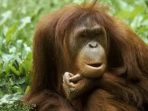 Orangutan di Kalimantan Barat Masih Terancam oleh Degradasi Lahan