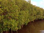 Pelestarian Lingkungan Berada di Tangan Restorasi Mangrove