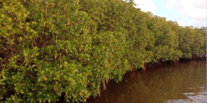 8 Isu Utama Permasalahan pada Ekosistem Mangrove di Indonesia