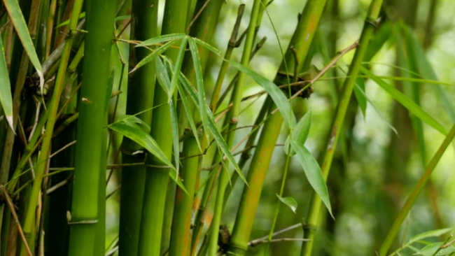 Rotan dan Bambu Sangat Penting untuk Dikembangkan di Indonesia