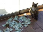 Patut Dipelihara Kucing Ini Mengancam Pemiliknya Jadi Kaya