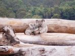 Hutan di Australia Kembali Terbakar, 30% Populasi Koala dan Satwa Mati