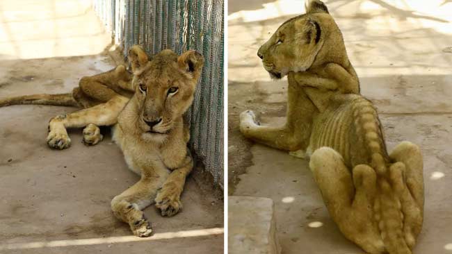 Kisah Singa-Singa di Taman Al-Qureshi Sudan yang Memilukan