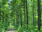 Mengintip Terobosan untuk Tingkatkan Produktivitas Hutan Produksi