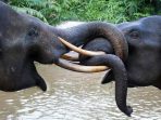 Konflik dengan Warga, Sebab Terbesar Matinya Gajah Sumatera di Aceh