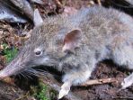Tak Ada di Tempat Lain, Spesies Tikus Ompong Hanya Ada di Sulawesi