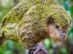 Tentang Kakapo, Nuri Endemik Selandia Baru yang Terancam Punah