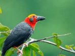 Tiong Batu Kalimantan, Burung Pemalu yang Butuh Perlindungan