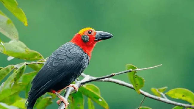 Tiong Batu Kalimantan, Burung Pemalu yang Butuh Perlindungan