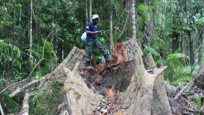 Komisaris CV. SBM Ditetapkan Sebagai Tersangka Illegal Logging