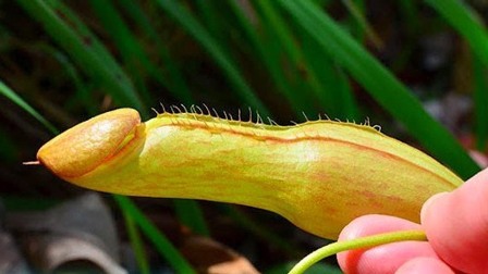 10 Bunga Unik  dan Misterius yang Bikin Geleng Kepala 