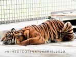 Cerita Corina, Harimau Sumatera yang Diselamatkan dari Jerat Pemburu di Pelalawan
