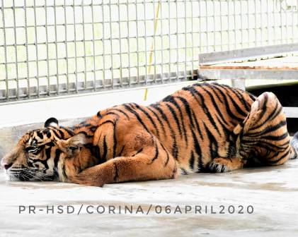 Cerita Corina, Harimau Sumatera yang Diselamatkan dari Jerat Pemburu di Pelalawan