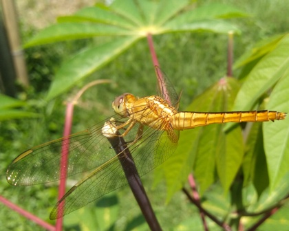 Lebih Dekat dengan “Indonesia Dragonfly Society”, Komunitas Peduli Kelestarian Capung