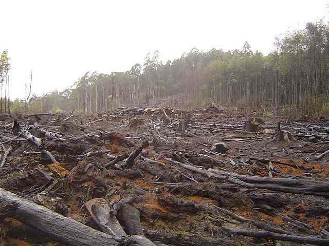 Di Balik Topeng Investasi, Indonesia Kehilangan 684 Ribu Hektare Hutan