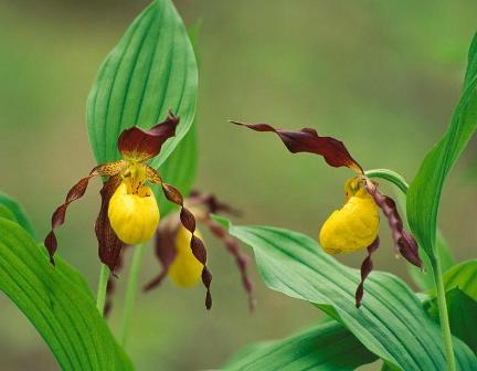 bunga unik Lady’s Slipper Orchid