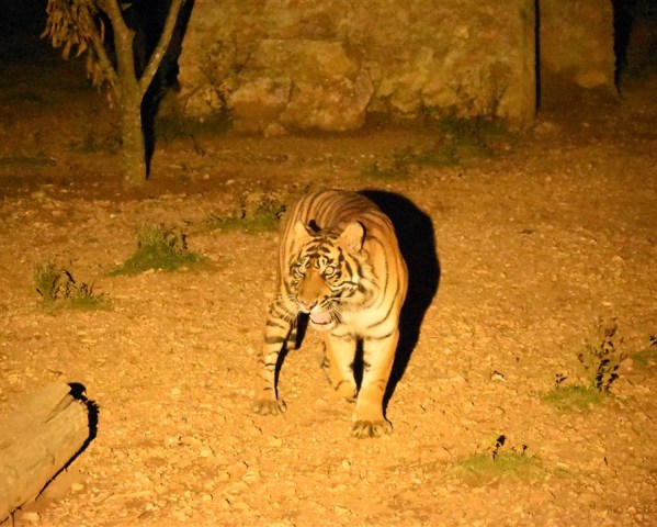 Harimau sumatera