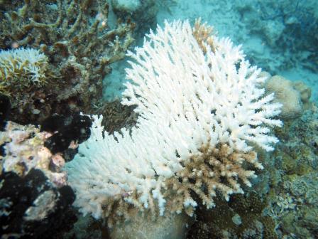 Pemutihan karang