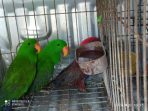 BBKSDA Sulsel Amankan Satwa Liar Endemik di Pasar Burung