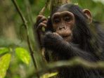 Ahli Primata Bersatu Mencari Jalan Agar Kera Besar Tetap Aman dari Corona