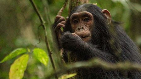 Ahli Primata Bersatu Mencari Jalan Agar Kera Besar Tetap Aman dari Corona