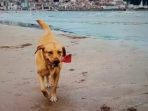 Belajar dari Molly, Anjing yang Rajin Memungut Sampah di Pantai