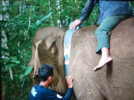 Cegah Konflik dengan Manusia, KLHK Pantau Gajah Sumatera dengan Teknologi GPS